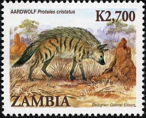 Aardwolf (Proteles cristatus)