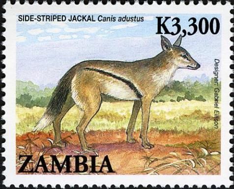 Side-striped Jackal (Canis adustus)