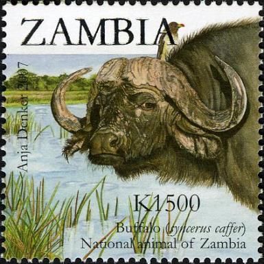 African Buffalo (Syncerus caffer)