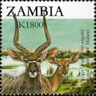 Nyala (Tragelaphus angasii)
