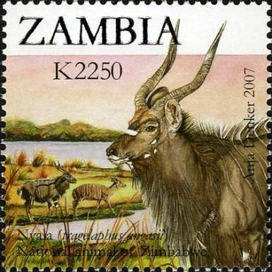 Nyala (Tragelaphus angasii)