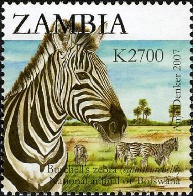 Plains Zebra (Equus burchelli)