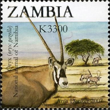Gemsbok (Oryx gazella)