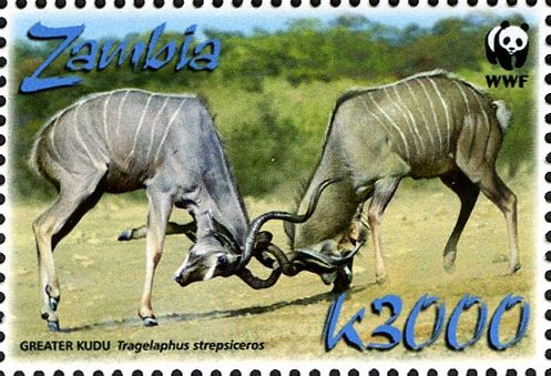 Greater Kudu (Tragelaphus strepsiceros)