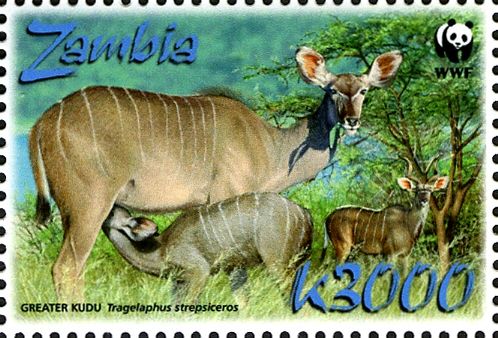Greater Kudu (Tragelaphus strepsiceros)
