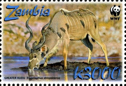 Greater Kudu (Tragelaphus strepsiceros)