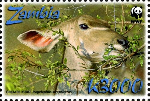 Greater Kudu (Tragelaphus strepsiceros)