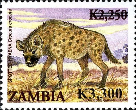 Spotted Hyena (Crocuta crocuta)