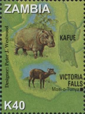 Hippopotamus (Hippopotamus amphibius), Black-faced Duiker