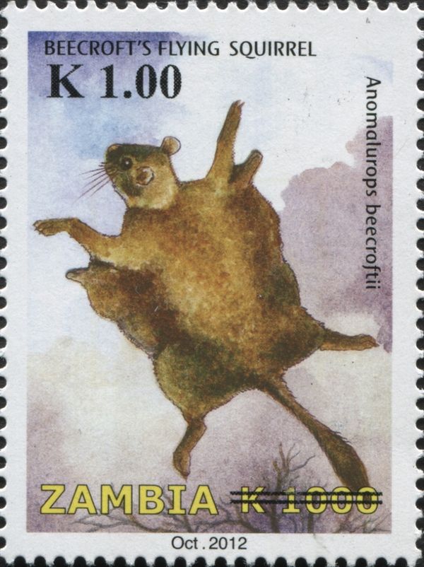 Beecroft's Flying Squirrel (Anomalurus beecrofti)