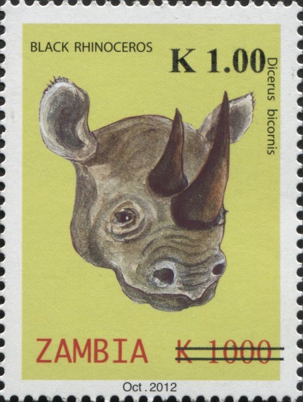 Black Rhinoceros (Diceros bicornis)