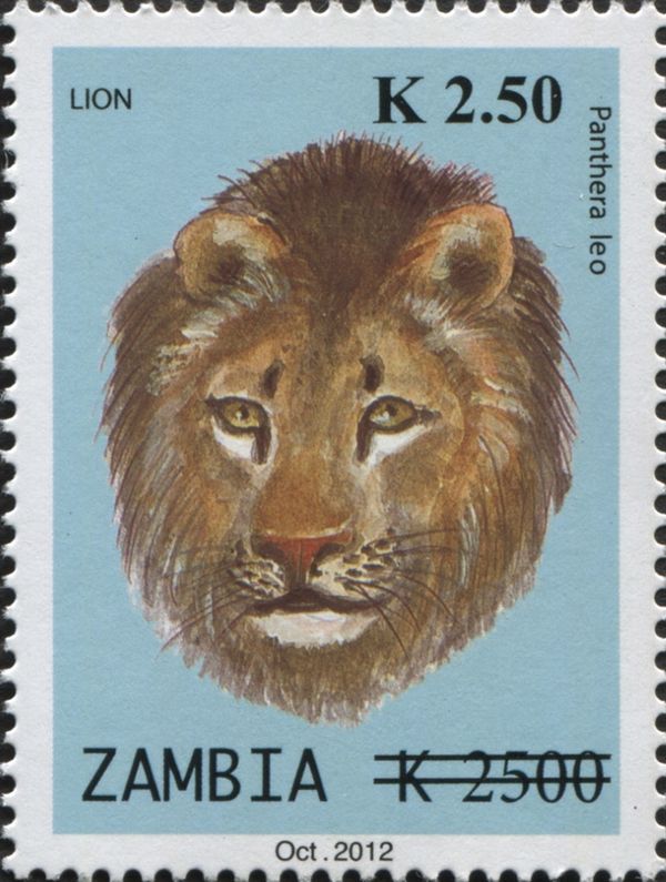 Lion (Panthera leo)