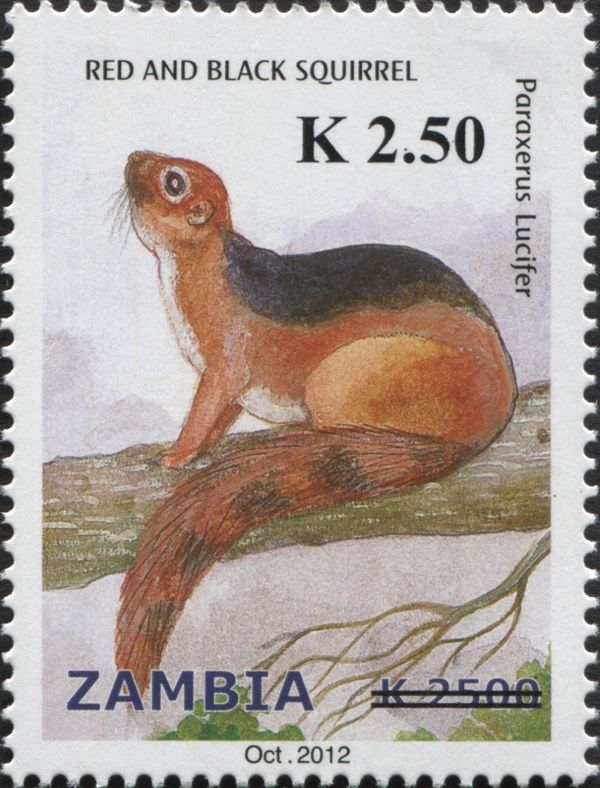 Black-and-Red Bush Squirrel (Paraxerus lucifer)