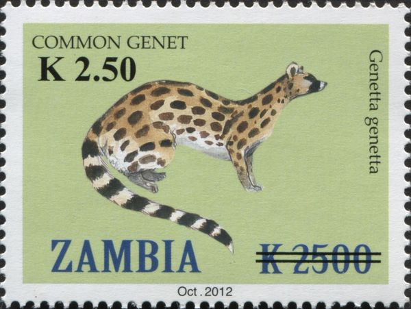 Common Genet (Genetta genetta)