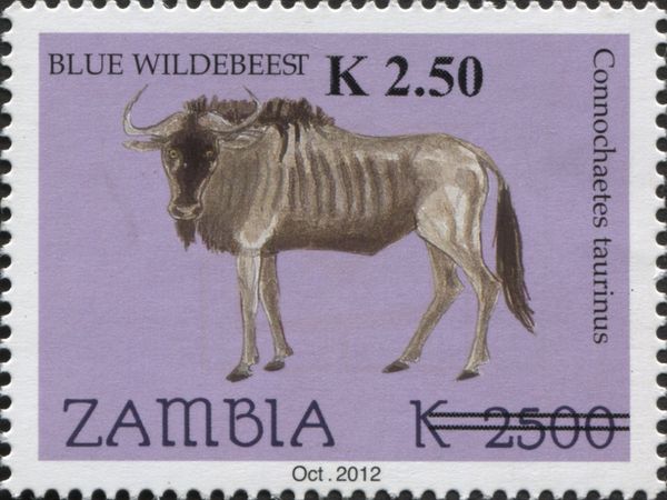 Blue Wildebeest (Connochaetes taurinus)