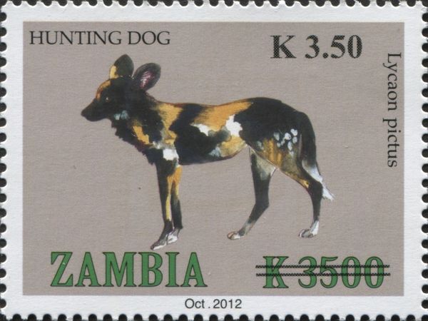 African Hunting Dog (Lycaon pictus)
