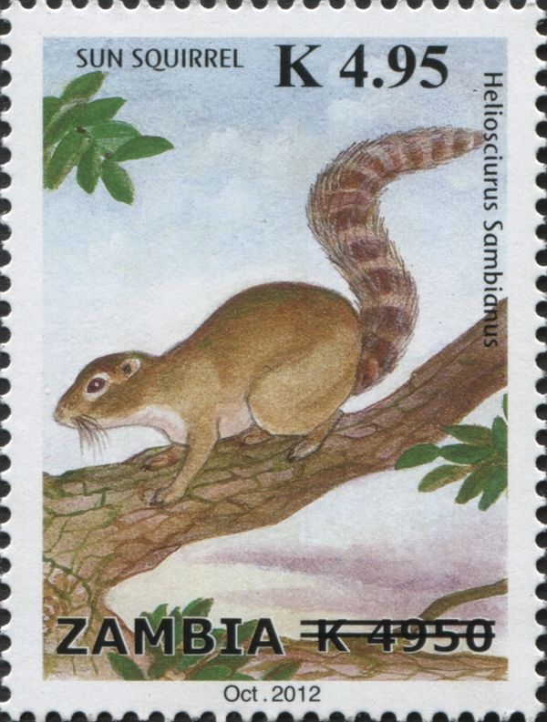Gambian Sun Squirrel (Heliosciurus gambianus)