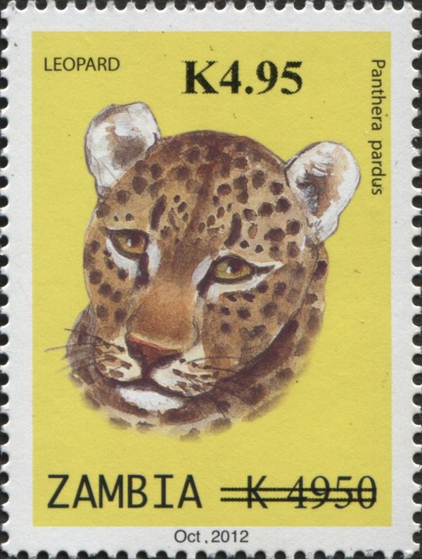 Leopard (Panthera pardus)