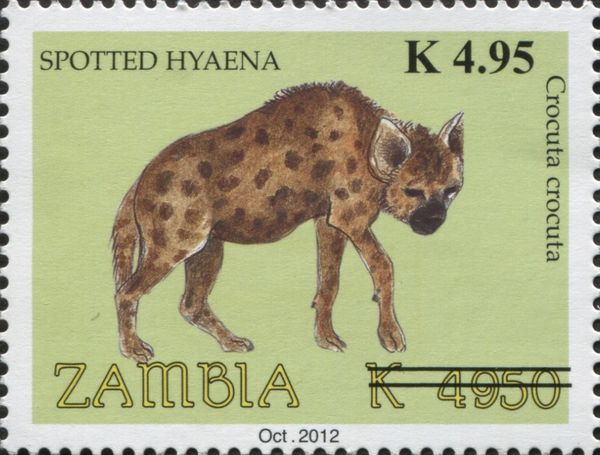 Spotted Hyena (Crocuta crocuta)