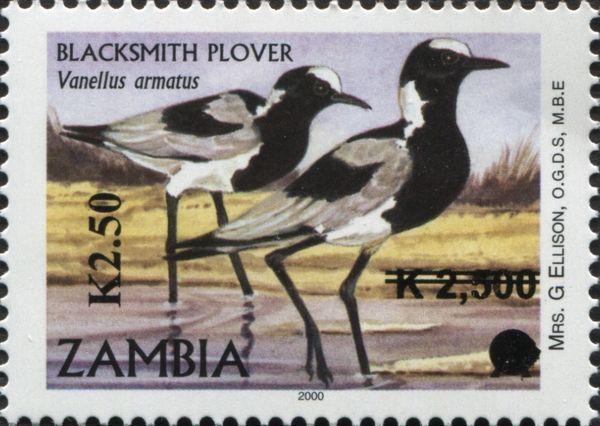 Blacksmith Plover (Vanellus armatus)