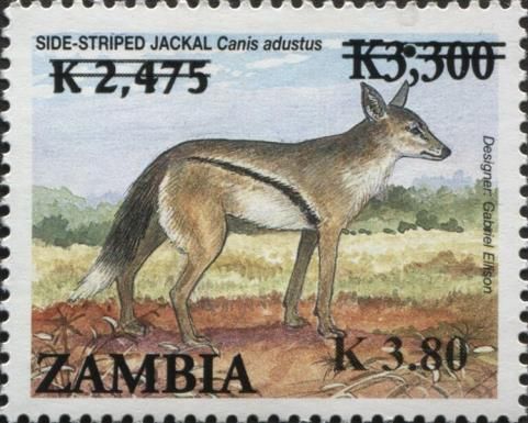 Side-striped Jackal (Canis adustus)