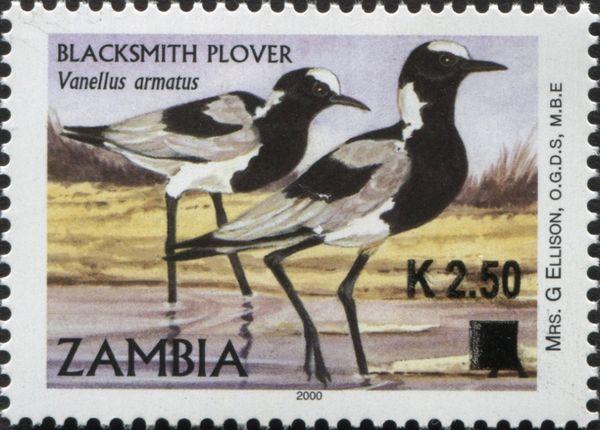 Blacksmith Plover (Vanellus armatus)