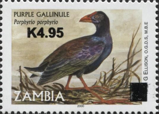 Purple Gallinule (Porphyrio porphyrio)