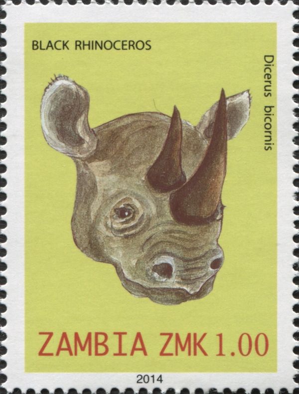Black Rhinoceros (Diceros bicornis)