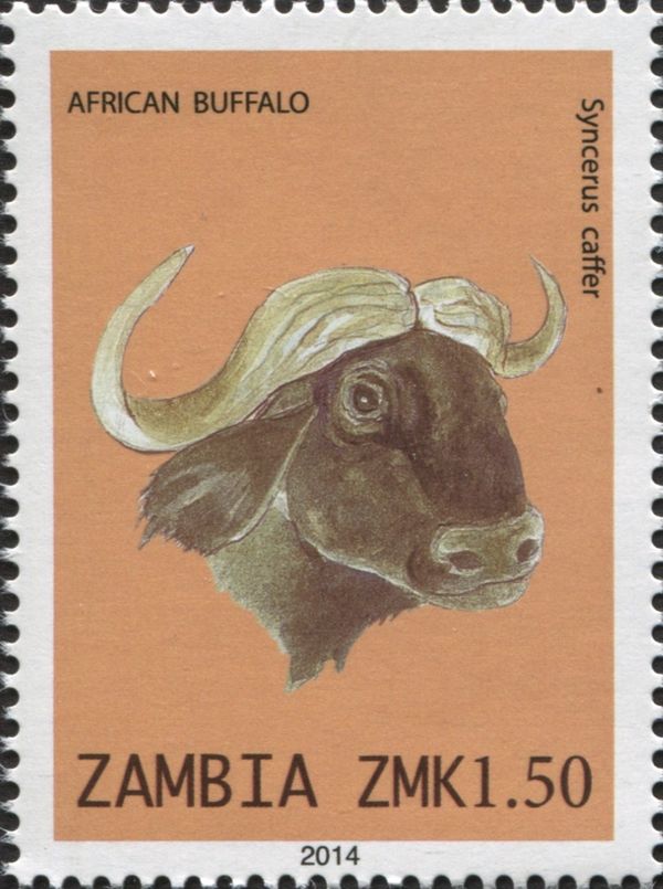 African Buffalo (Syncerus caffer)