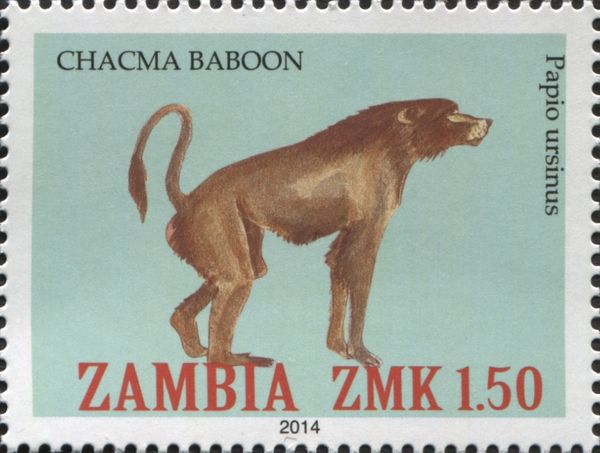 Chacma Baboon (Papio ursinus)