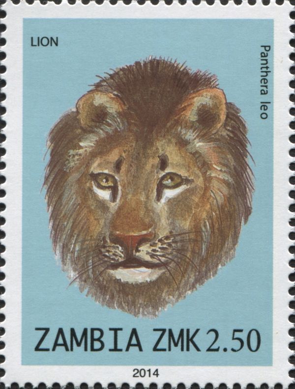Lion (Panthera leo)
