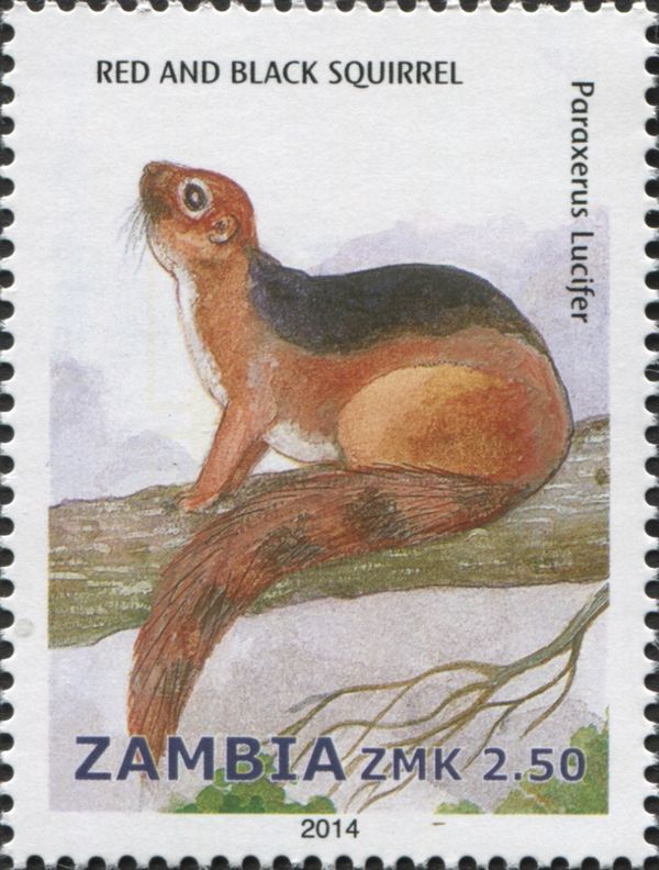 Black-and-Red Bush Squirrel (Paraxerus lucifer)
