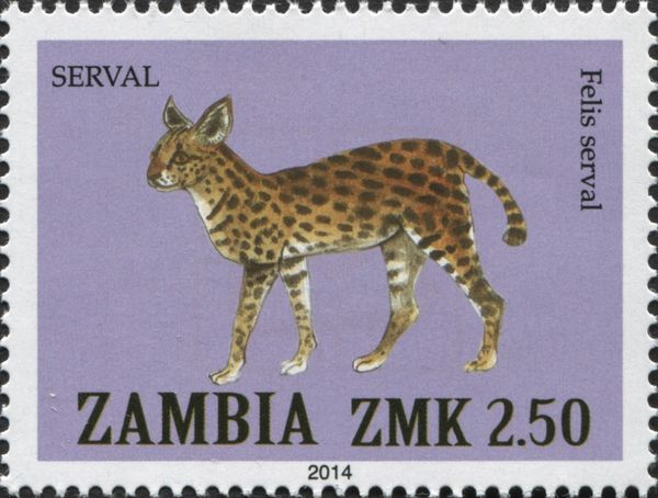 Serval (Leptailurus serval)
