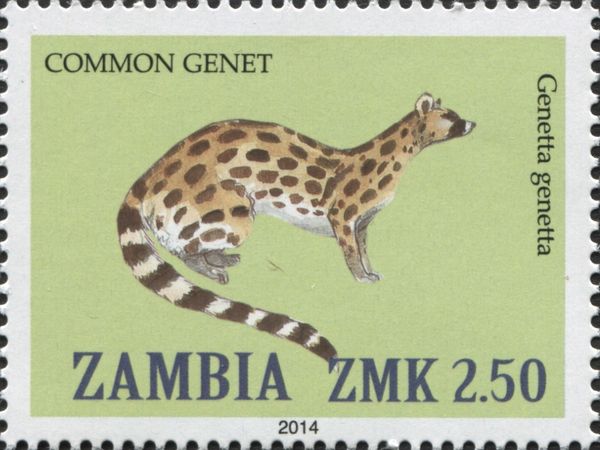 Common Genet (Genetta genetta)