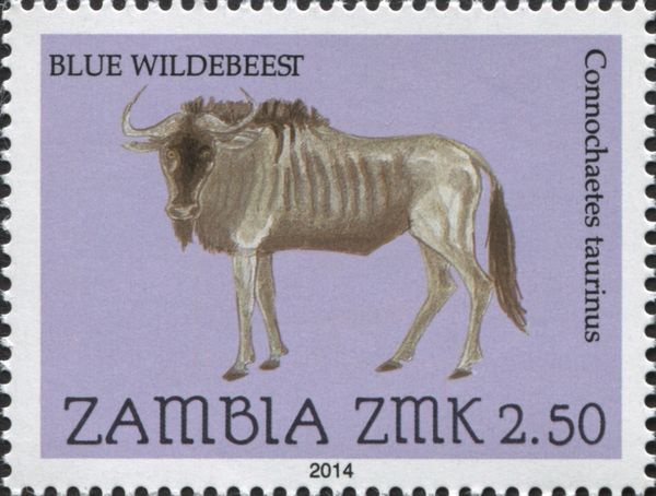 Blue Wildebeest (Connochaetes taurinus)