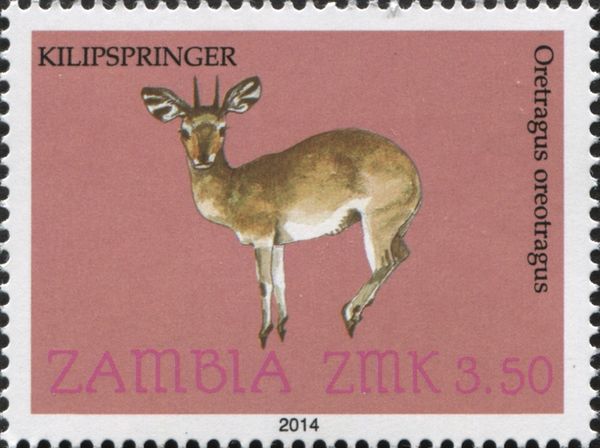 Klipspringer (Oreotragus oreotragus)