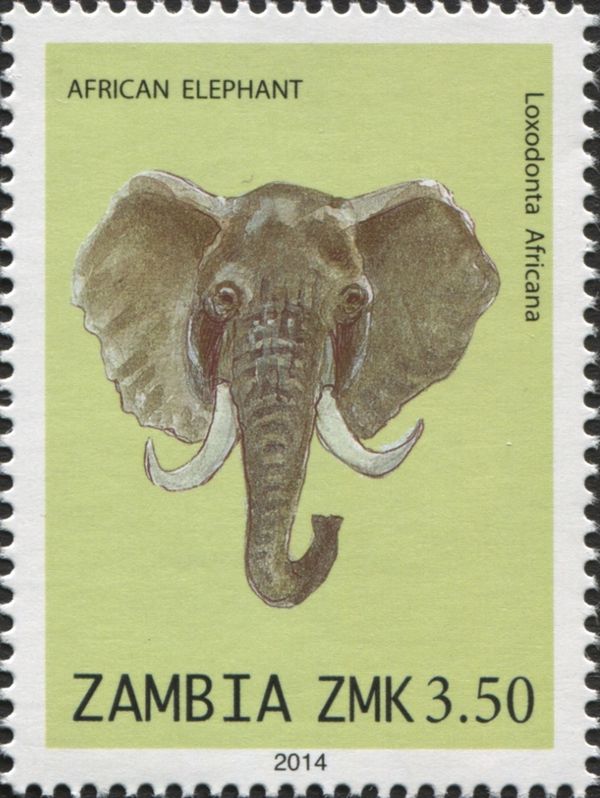 African Elephant (Loxodonta africana)