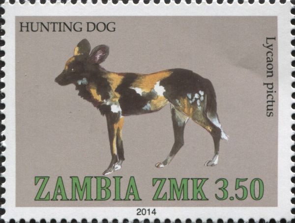 African Hunting Dog (Lycaon pictus)