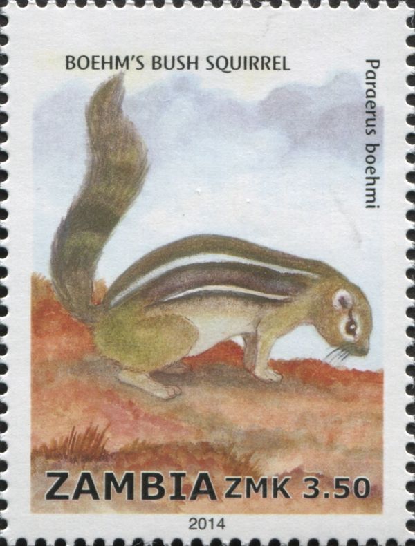 Boehm's Bush Squirrel (Paraxerus boehmi)