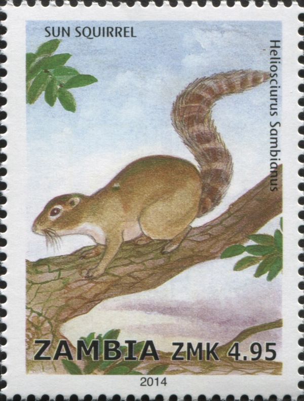 Gambian Sun Squirrel (Heliosciurus gambianus)