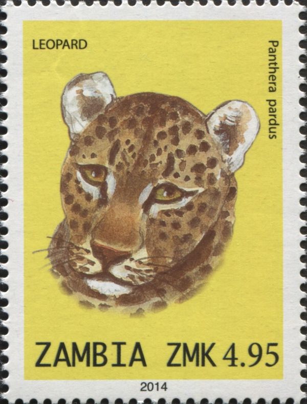 Leopard (Panthera pardus)