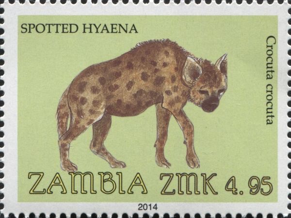 Spotted Hyena (Crocuta crocuta)