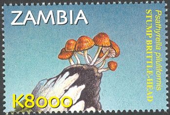 Psathyrella piluliformis