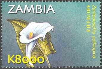 Zantedeschia aethiopica