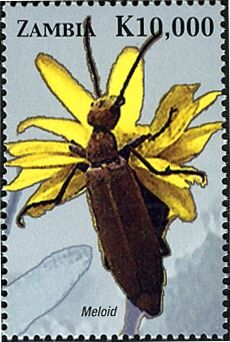 Blister Beetle (Lytta vesicatoria)