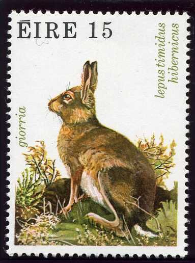 Irish Mountain Hare (Lepus timidus hibernicus)