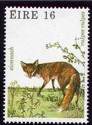 Red Fox (Vulpes vulpes)