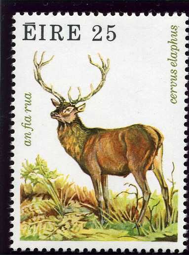Red Deer (Cervus elaphus) 