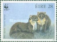Pair of Pine Marten (Martes martes)