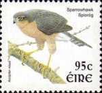 Eurasian Sparrowhawk (Accipiter nisus)